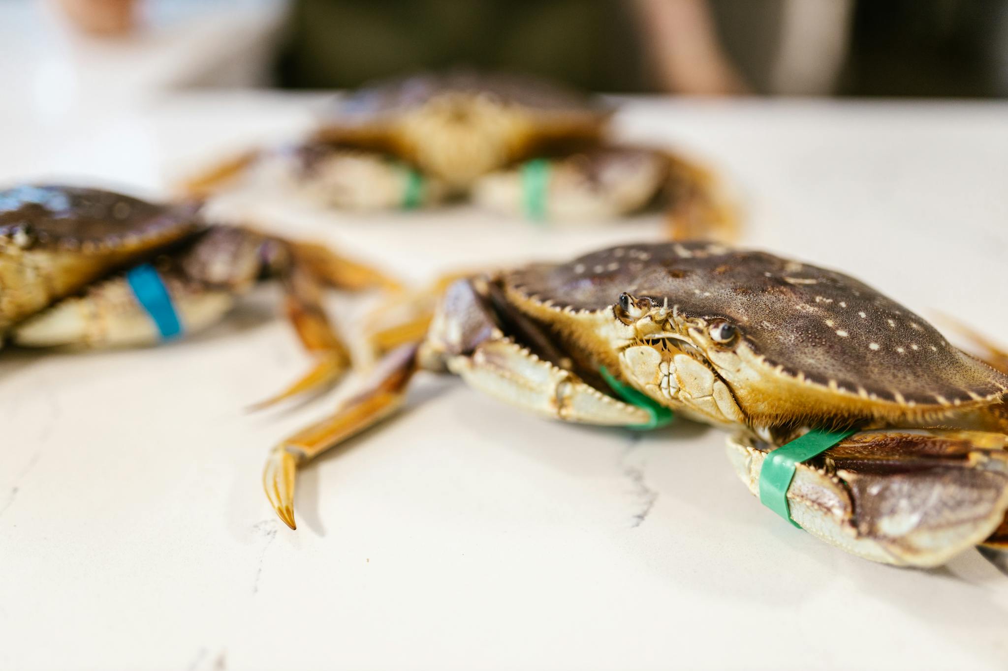 Detailed image of live Dungeness crabs with claws bound, ready for cooking.